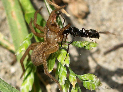 Spider and Ant JN21 #0385