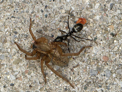 Ant and Spider JN21 #0373 