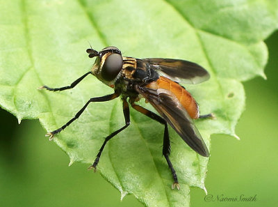 Trichopoda pennipes JN21 #0492