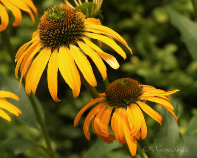 Golden Echinacea JL20 #8983