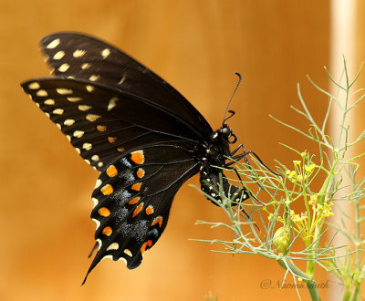 Eastern Black Swallowtail Ovipositing JL20 #8799