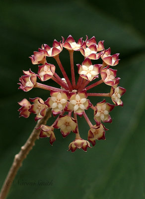 Hoya callistophylla AU21 #3845