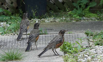 American Robins - Turdus migratorius AU21 #3864