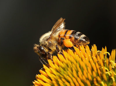 Honey Bee - Apis mellifera JL20 #9734