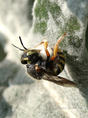 Anthidium-Wool Carder Bee AU21 #4741