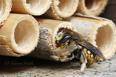 Wool Carder Bee AU21 #4540