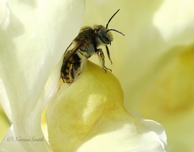 Wool Carder Bee S21 #7527
