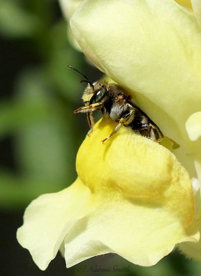 Wool Carder Bee S21 #7456