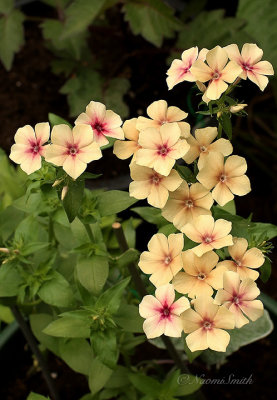Phlox Cherry Caramel JN20 #3746