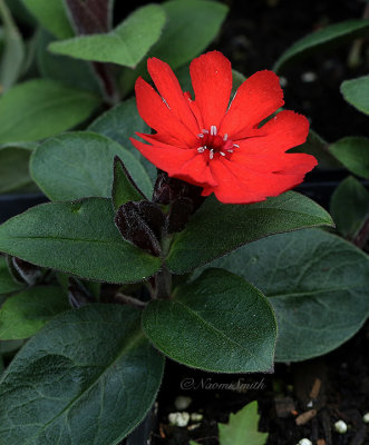 Lychnis Molten Lava JN21 #214