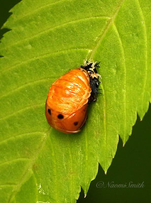 Lady Beetle pupa JN21 #9907