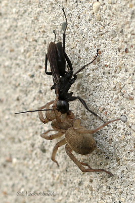 Wasp and Spider JN21 #9802
