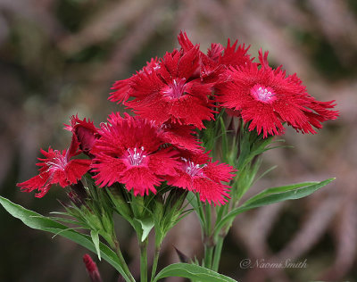 Dianthus Rockin Red JL21 #687