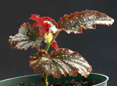 Begonia Fannie Moser JL21 #612