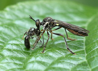 Dioctria hyalipennis JL21 #903