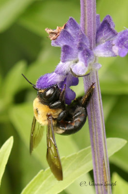 Carpenter Bee JL20 #7671