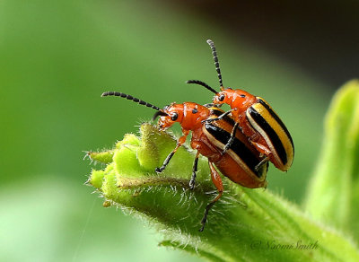Disonycha alternata JL21 #1219