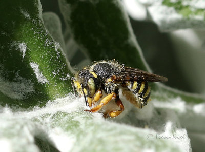 Anthidium - Wool Carder Bee S21 #8529