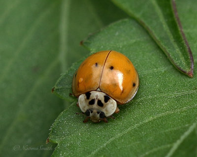 Harmonia axyridis - Asian Lady Beetle S21 #8055