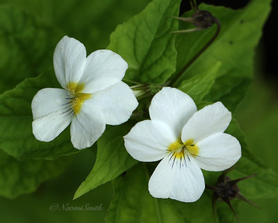 Canada Violet - Viola canadensis S21 #8066