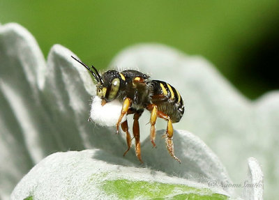 Anthidium Wool Carder Bee AU21 #3761