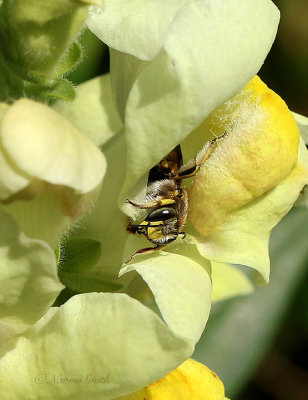 Anthidium Wool Carder Bee AU21 #3613