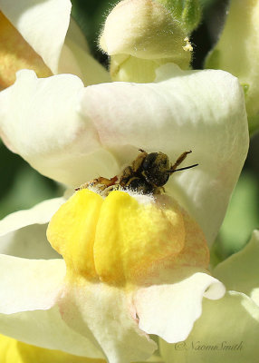 Anthidium - Wool Carder in Snapdragon S21 #7654