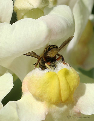 Anthidium - Wool Carder in Snapdragon S21 #7642