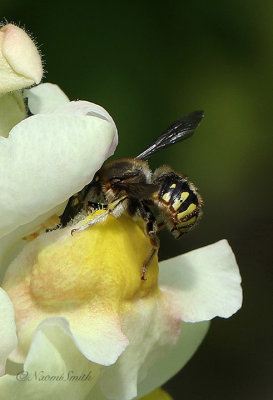 Anthidium - Wool Carder Bee in Snapdragon S21 #7588