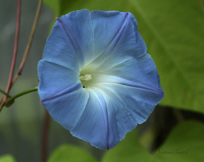 Morning Glory S21 #7953