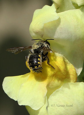 Anthidium Wool Carder AU21 #6664