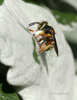 Anthidium Wool Carder AU21 #4285