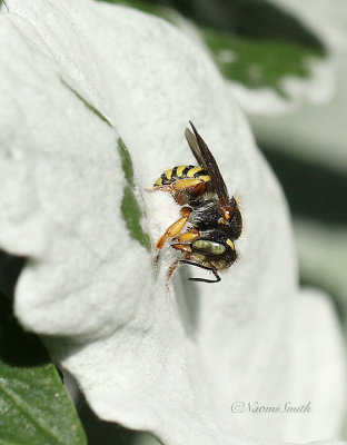 Anthidium Wool Carder AU21 #4272