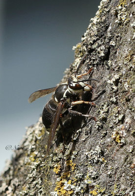 Dolichovespula maculata - Bald-faced Wasp AU21 #4132