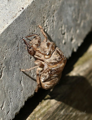 Dog Day Cicada AU21 #4293