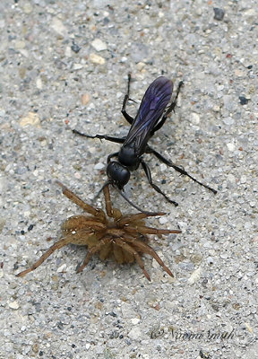 Spider Wasp with Spider AU21 #4006