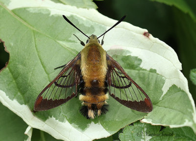 Hummingbird Moth AU21 #3967