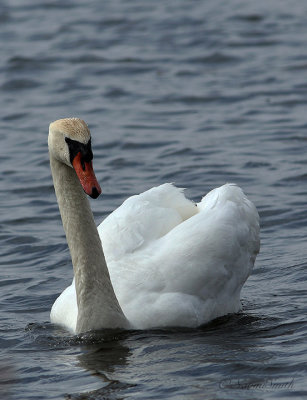 Mute Swan AP22 #421