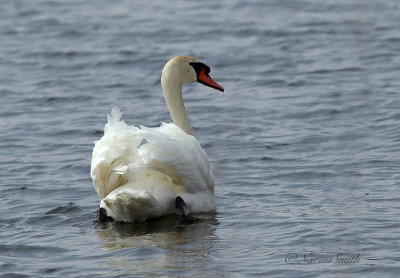 Mute Swan AP22 #431