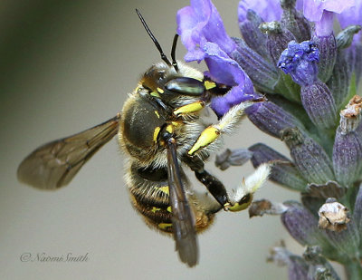 Anthidium manicatum - Wool Carder Bee AU21 #3536
