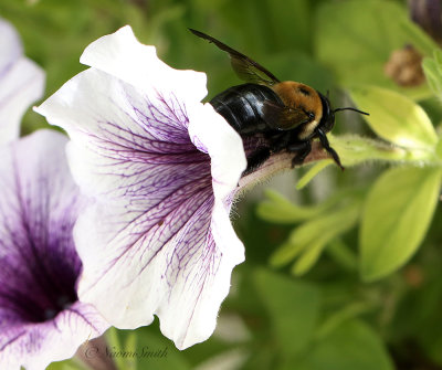 Carpeneter Bee S21 #7340