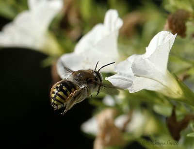 Wool Carder Bee S21 #7220