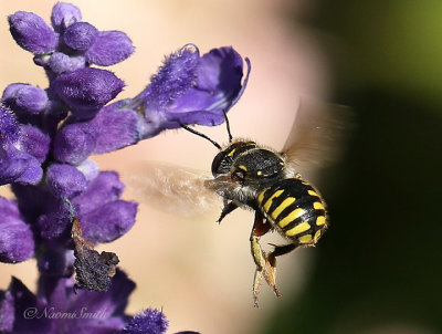 Wool Carder Bee S21 #7054
