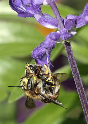 Wool Carder Bee S21 #6918