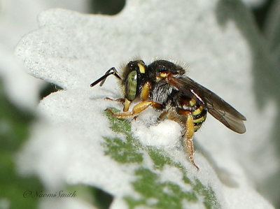 Anthidium - Wool Carder Bee