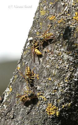 Vespula on Serviceberry S21 #7726