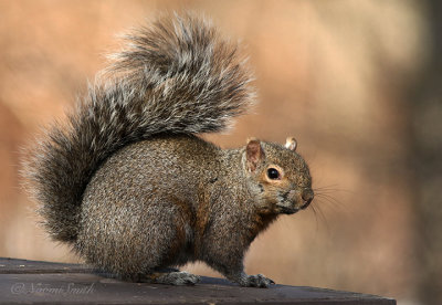 Eastern Gray Squirrel MR22 #9695