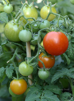 Bonsai Tomatoes AU22 #8613
