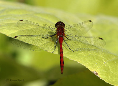 Ruby Meadowhawk AU22 #8699