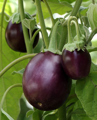 Kitchen Garden